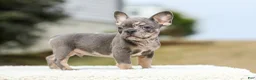 French Bulldog dogs for sale: Miles – Blue & Tan Merle - Ad 3