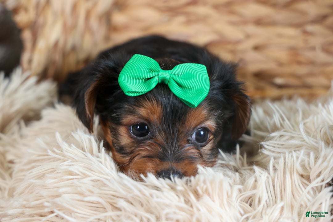 Yorkshire Terrier dogs for sale: CHLOE - Ad 5