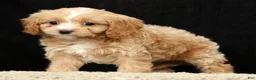 Cavapoo dogs for sale: Tonya - Ad 3