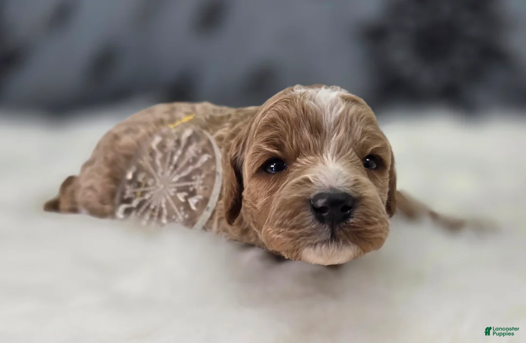 Cavapoo dogs for sale: Snowflake - Ad 2