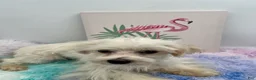 Morkie dogs for sale: Charlie is a beautiful Morkie - Ad 5