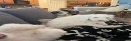 Sheepadoodle dogs for sale: Daenerys - Ad 3