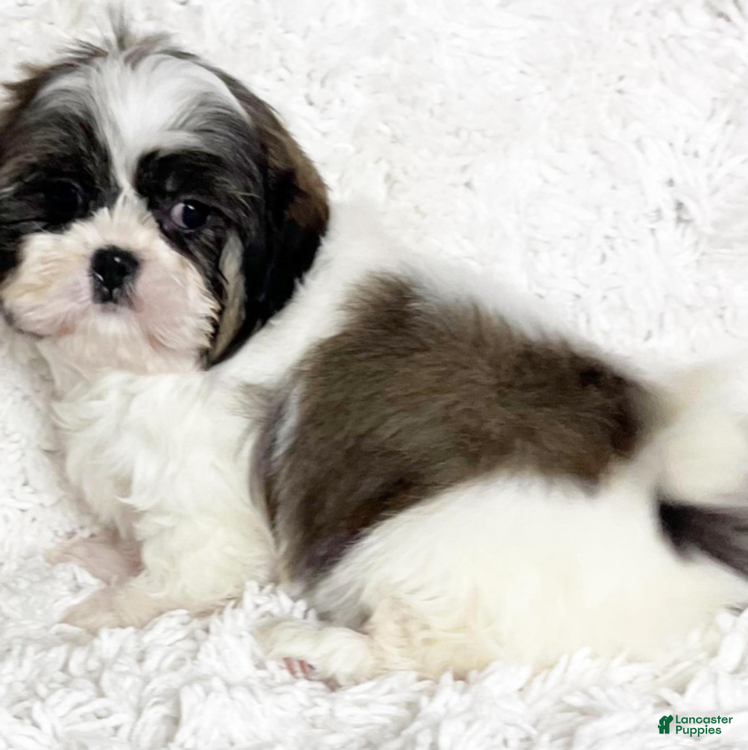 Shih Tzu dogs for sale: Brooke - Ad 2