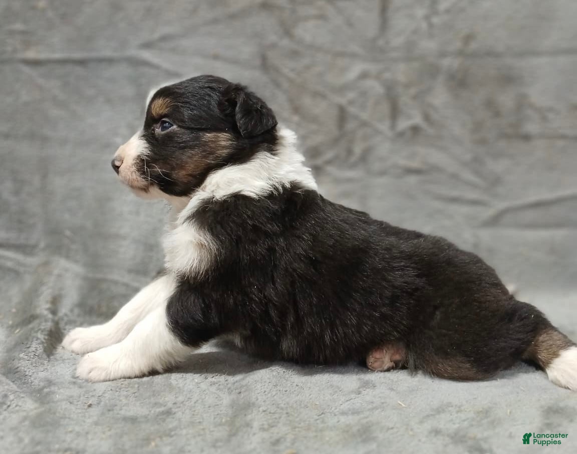 Australian Shepherd dogs Ariel - Ad 19