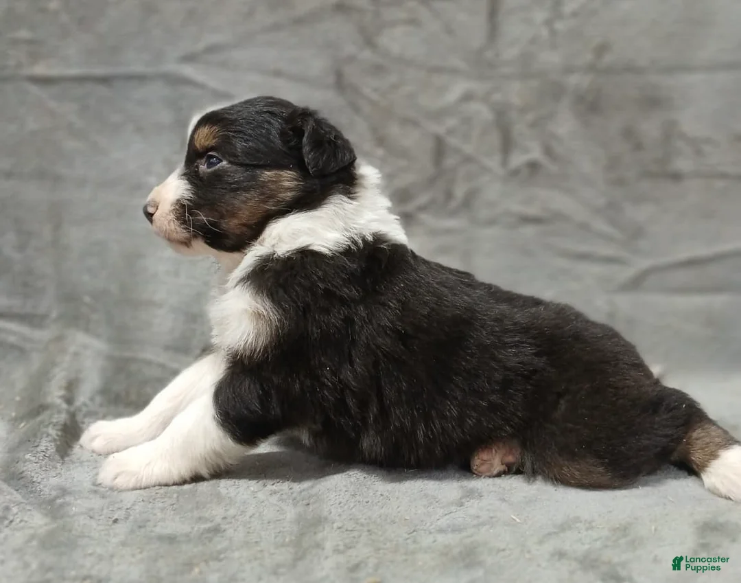Australian Shepherd dogs for sale: Ariel - Ad 3