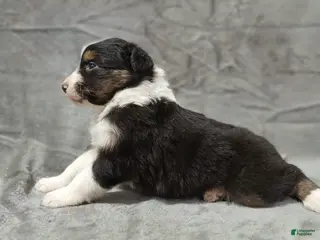 Australian Shepherd dogs Ariel - Ad 19