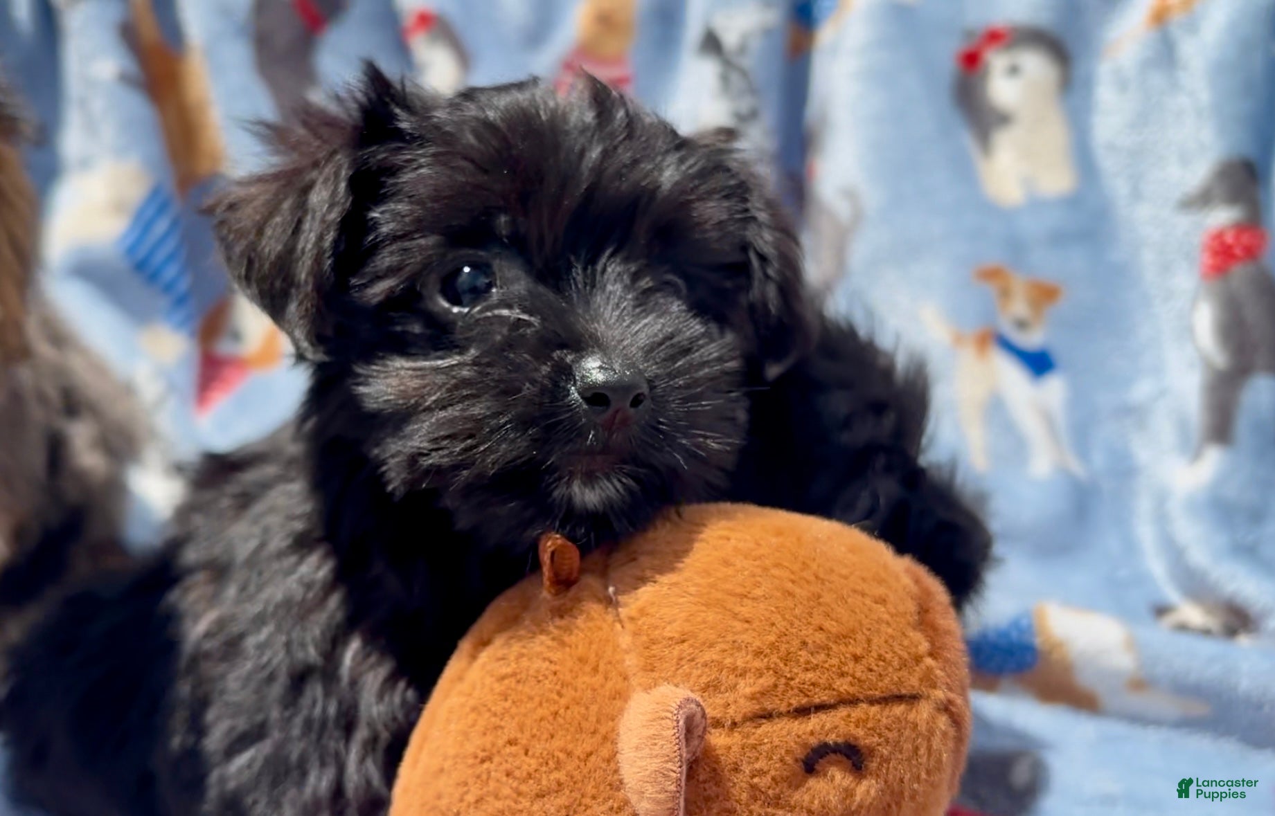 Shorkie dogs Shorkie 3 - Ad 1