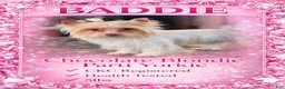 Yorkshire Terrier dogs for sale: Bobby - Ad 5