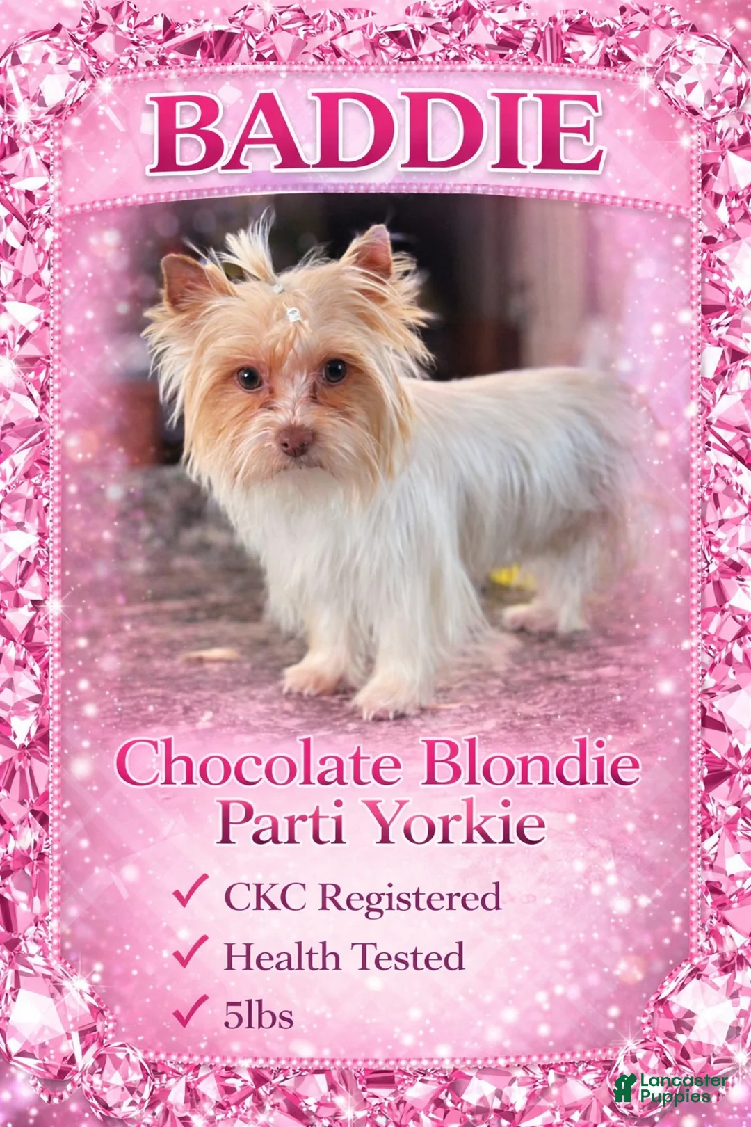 Yorkshire Terrier dogs for sale: Bobby - Ad 5