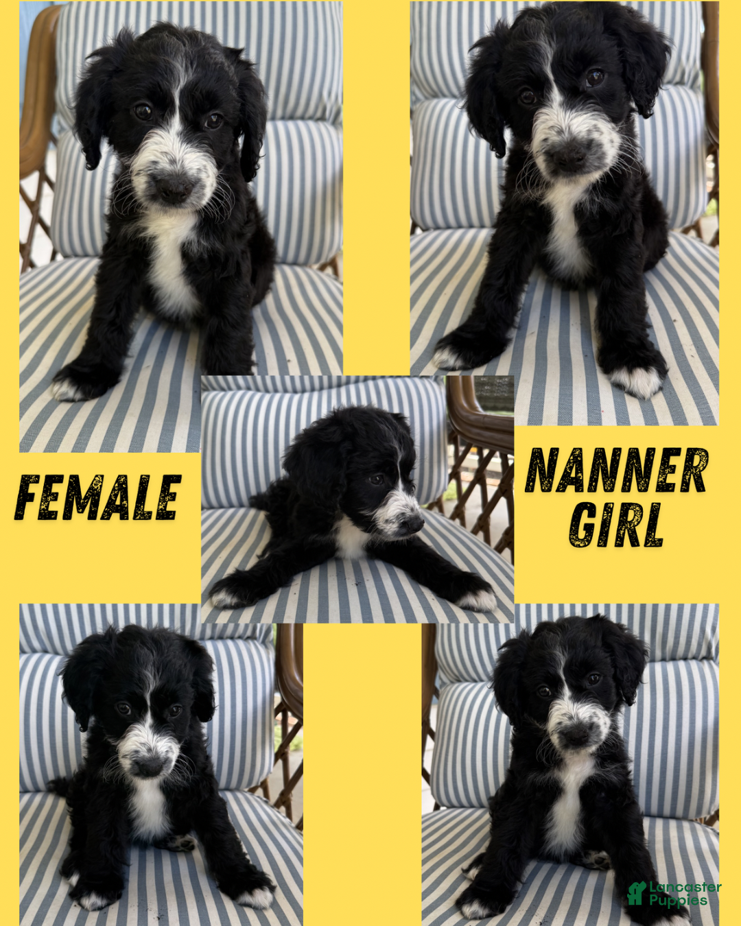 Aussiedoodle dogs Nanner Girl (Yellow) - Ad 22