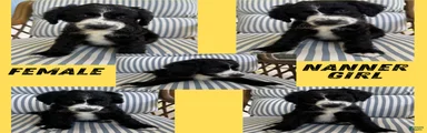 Nanner Girl (Yellow)