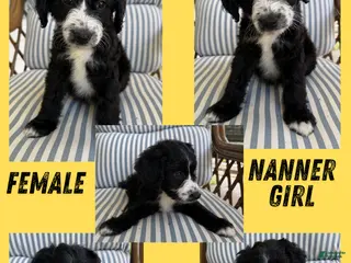 Aussiedoodle dogs Nanner Girl (Yellow) - Ad 22