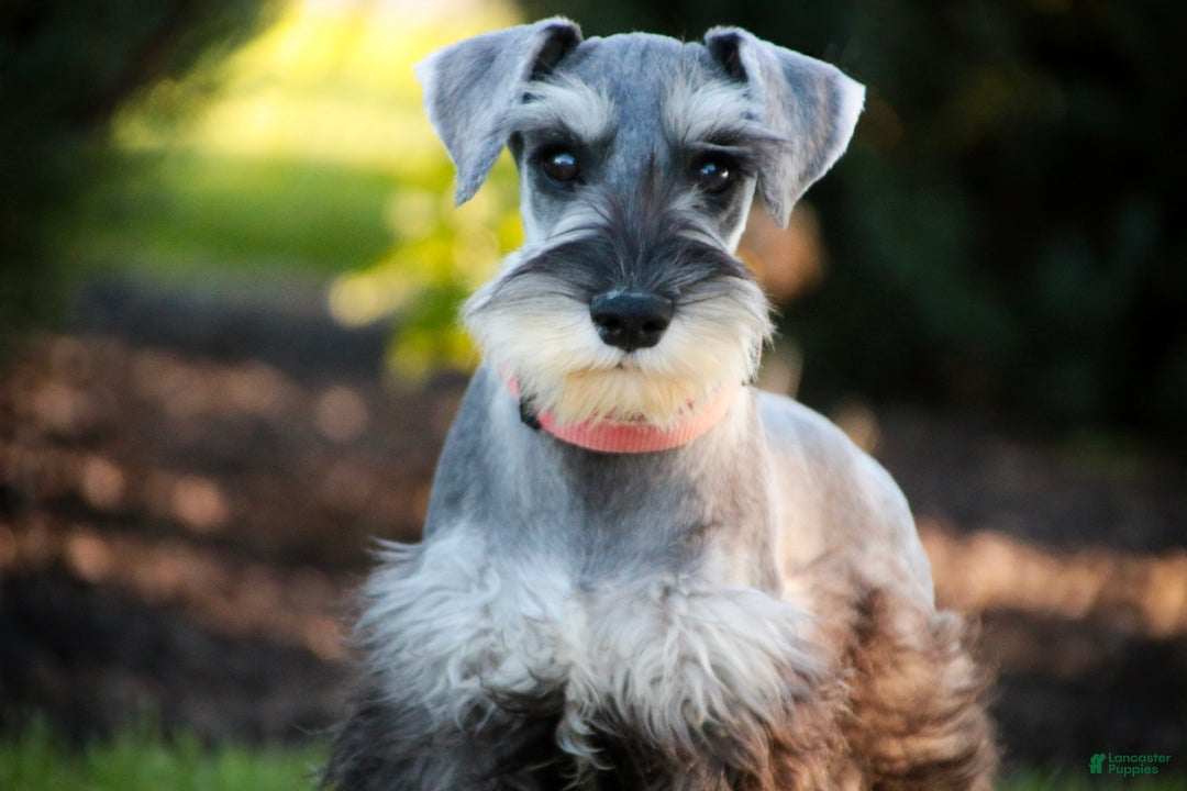 Miniature Schnauzer dogs Quartz Miniature Schnauzer (crate and leash Trained) - Ad 1