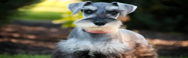 Quartz Miniature Schnauzer (crate and leash Trained)