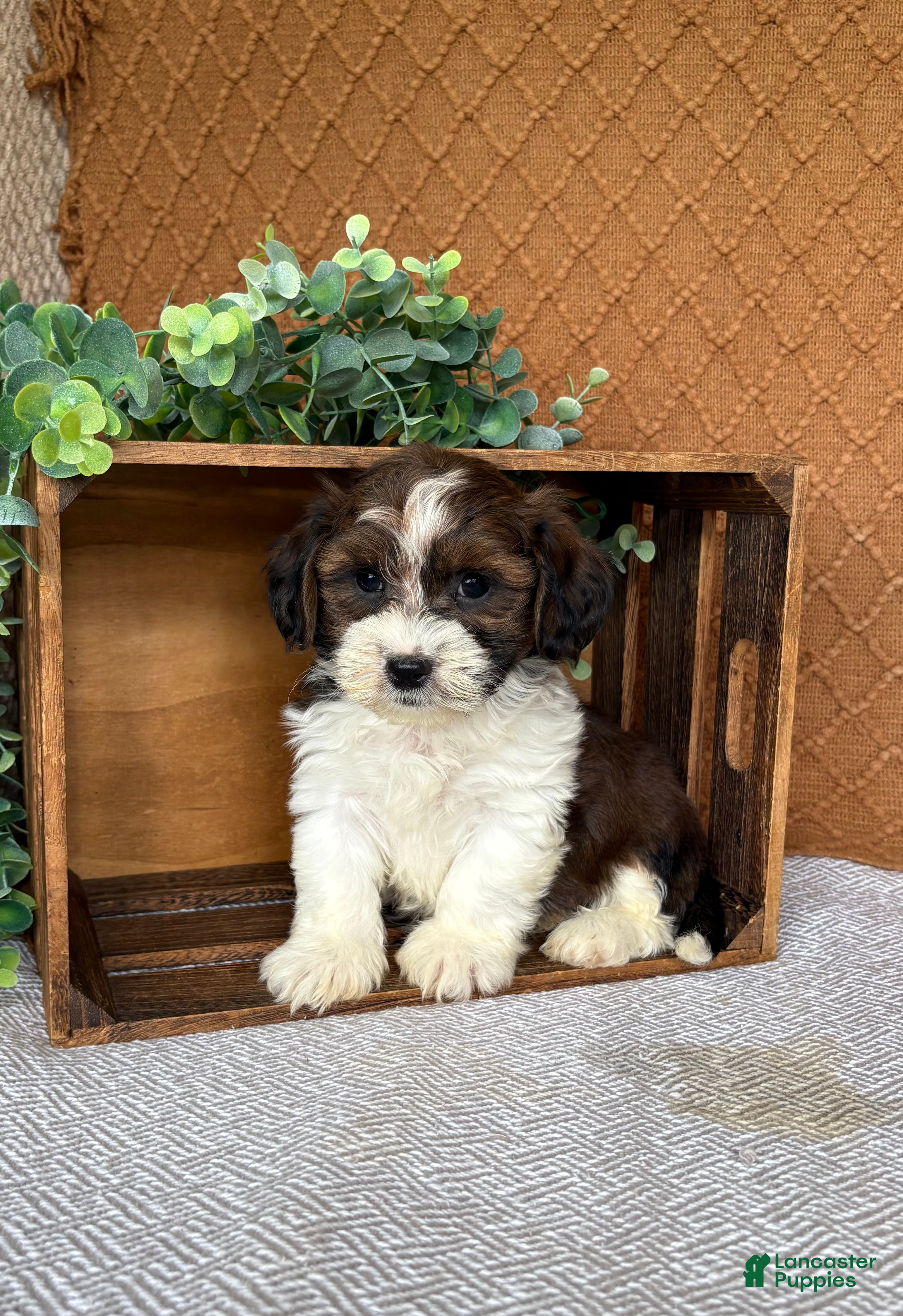 Havanese dogs Adam  - Ad 1