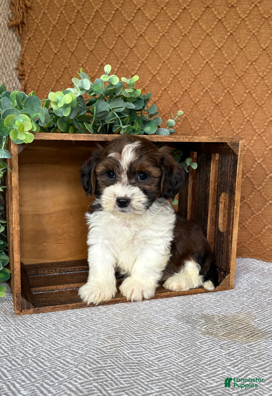 Havanese dogs for sale: Adam  - Ad 1