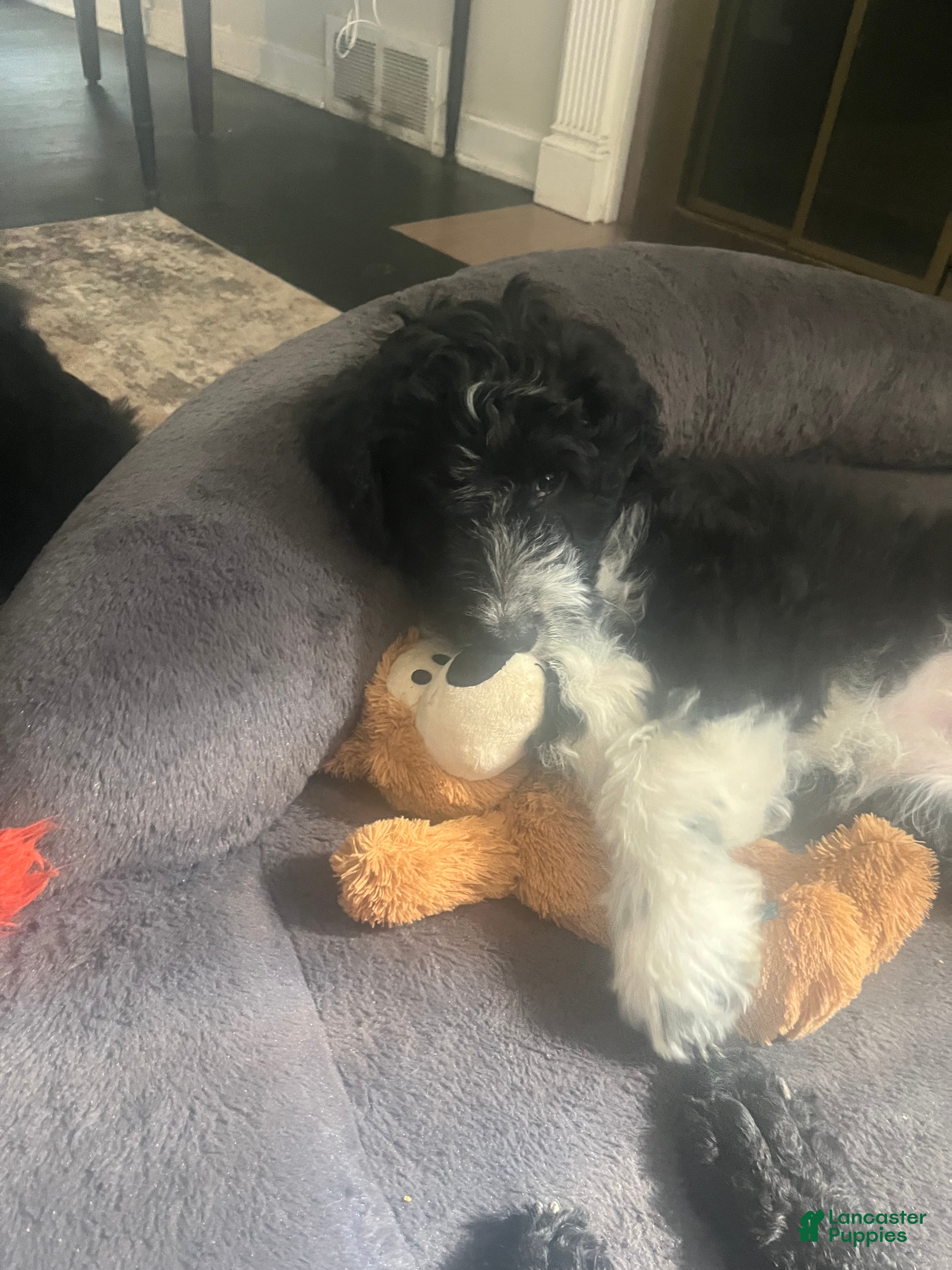 Aussiedoodle dogs Baxter  - Ad 2