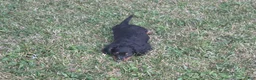 Miniature Dachshund dogs for sale: Thunder - Ad 14