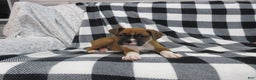 Boxer dogs for sale: Noel - Ad 5