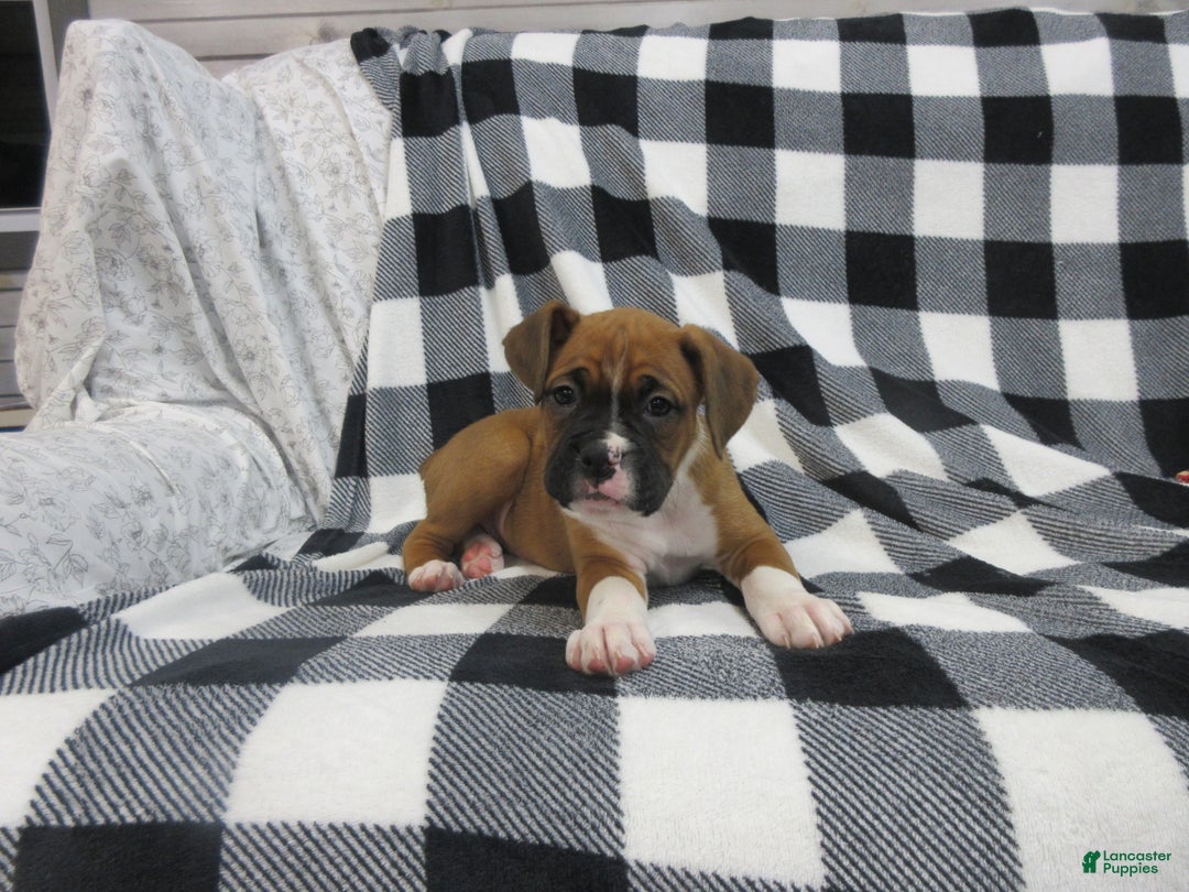 Boxer dogs for sale: Noel - Ad 5