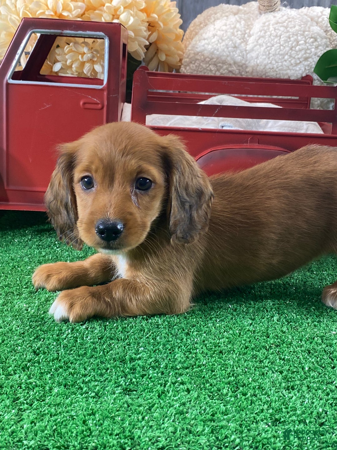 Dachshund dogs for sale: Dylan - Ad 3