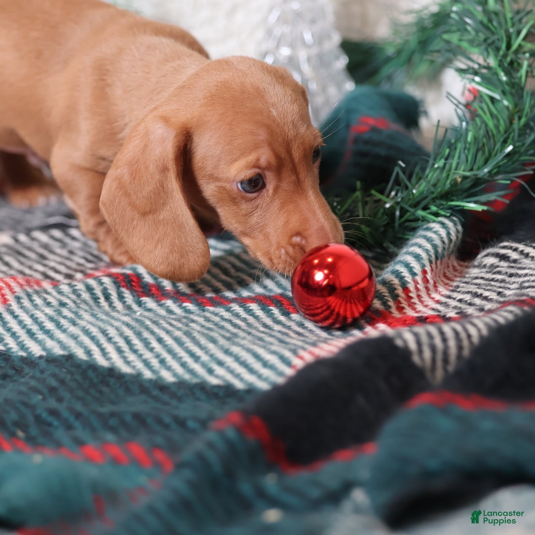 Dachshund dogs for sale: Fritz  - Ad 10