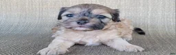 Shihpoo dogs for sale: Paris  - Ad 3