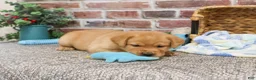 Labrador Retriever dogs for sale: Lucas  - Ad 3