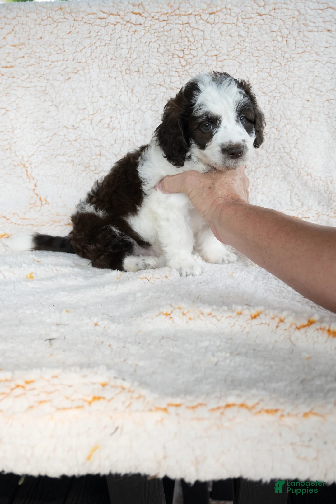 Bernedoodle dogs for sale: Bernedoodle 5 - Ad 5