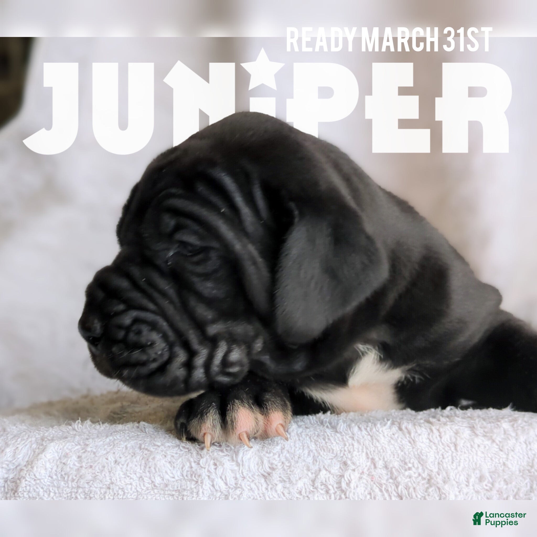 Great Dane dogs Juniper - Ad 1