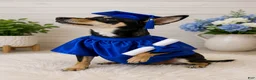 Chihuahua dogs for sale: Chihuahua girl  - Ad 2
