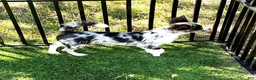 Chihuahua dogs for sale: Alani - Ad 3