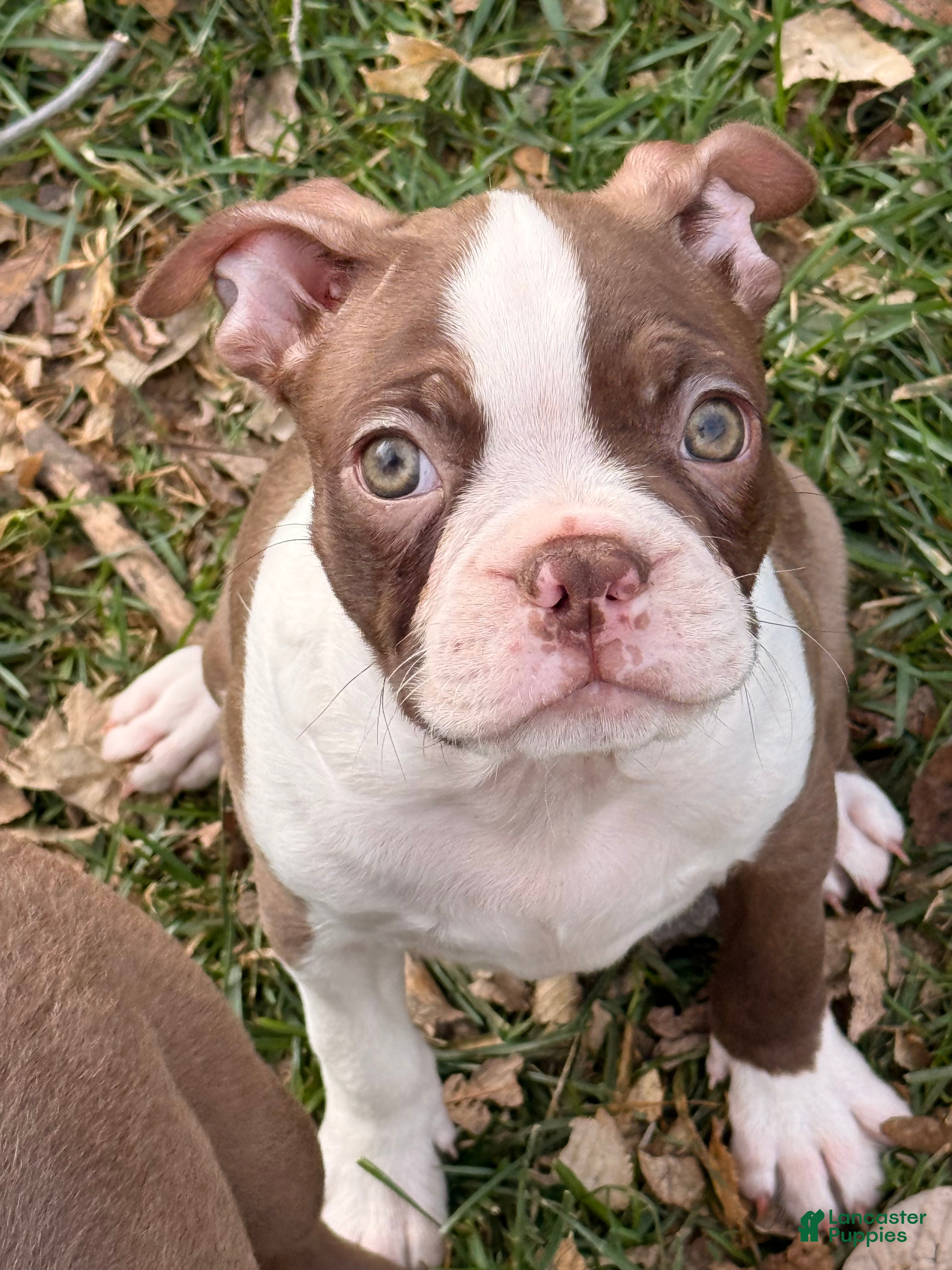 Boston Terrier dogs Boston Terrier Puppy 3 - Ad 25