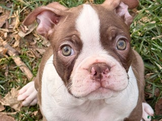 Boston Terrier dogs Boston Terrier Puppy 3 - Ad 11