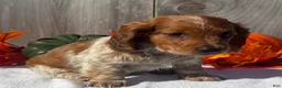 Miniature Dachshund dogs for sale: Forrest - Ad 10