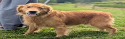 Golden Retriever dogs for sale: Zilla - Ad 7