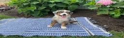 Australian Shepherd dogs for sale:  Zayne - Ad 3