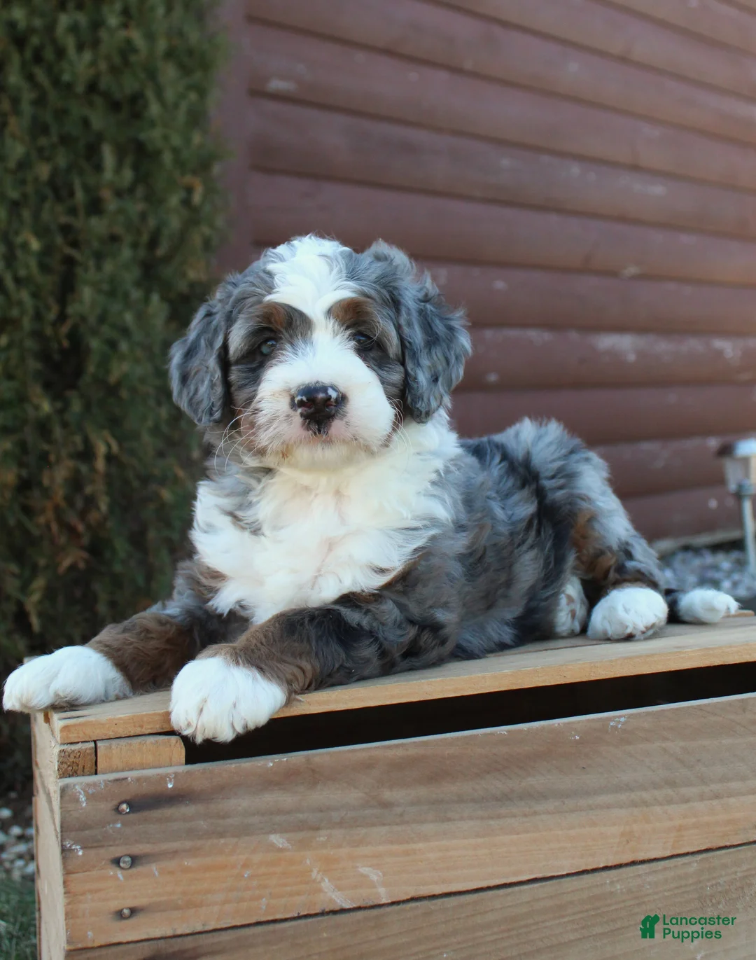Bernedoodle dogs for sale: Liddy - Ad 1
