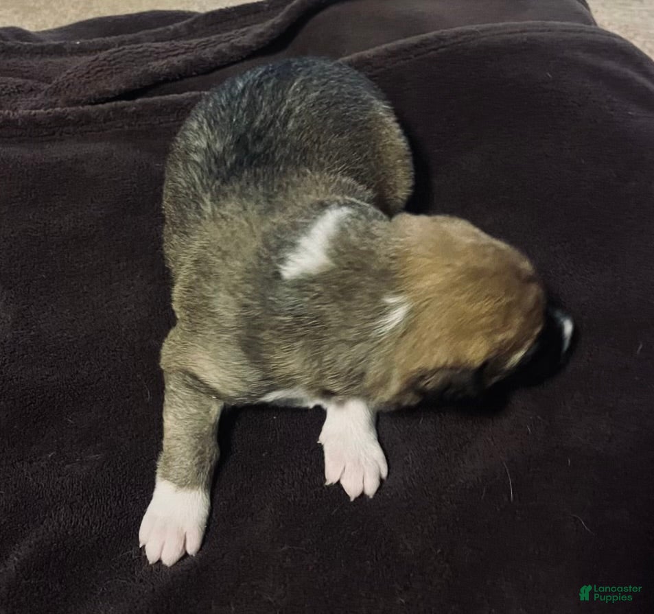 Mixed Breed dogs Mixed Breed Puppy 7 - Ad 7