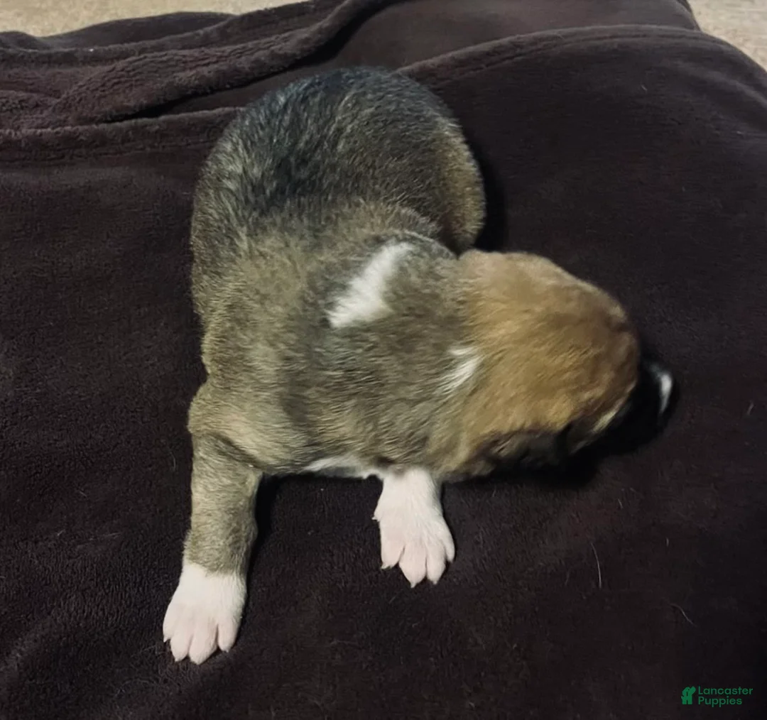 Mixed Breed dogs for sale: Mixed Breed Puppy 7 - Ad 1