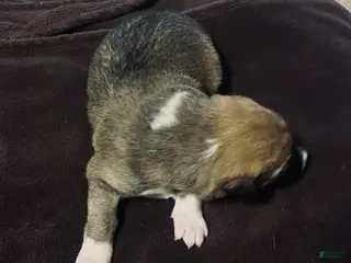 Mixed Breed dogs Mixed Breed Puppy 7 - Ad 7