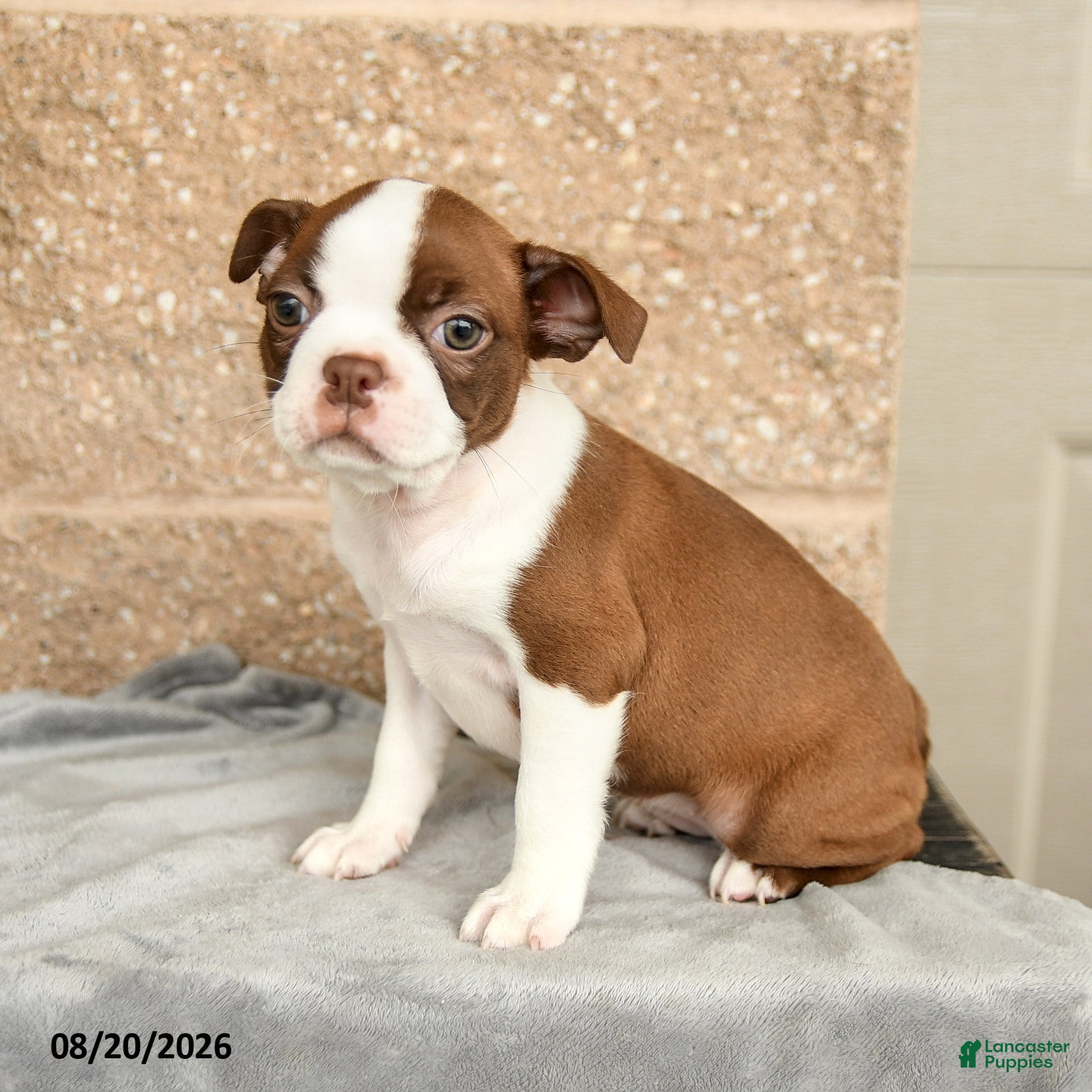 Boston Terrier dogs Morris - Ad 1