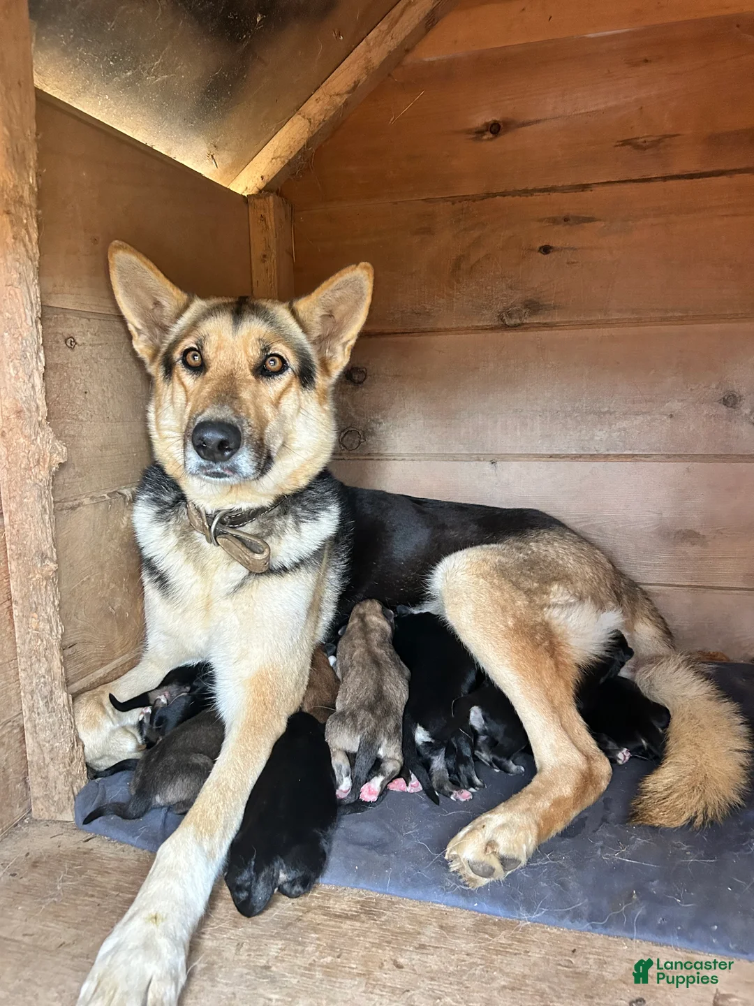 Mixed Breed dogs for sale: Mixed Breed Puppy 2 - Ad 3