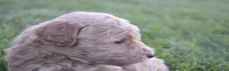 Mini Goldendoodle dogs for sale: Daisy  - Ad 5