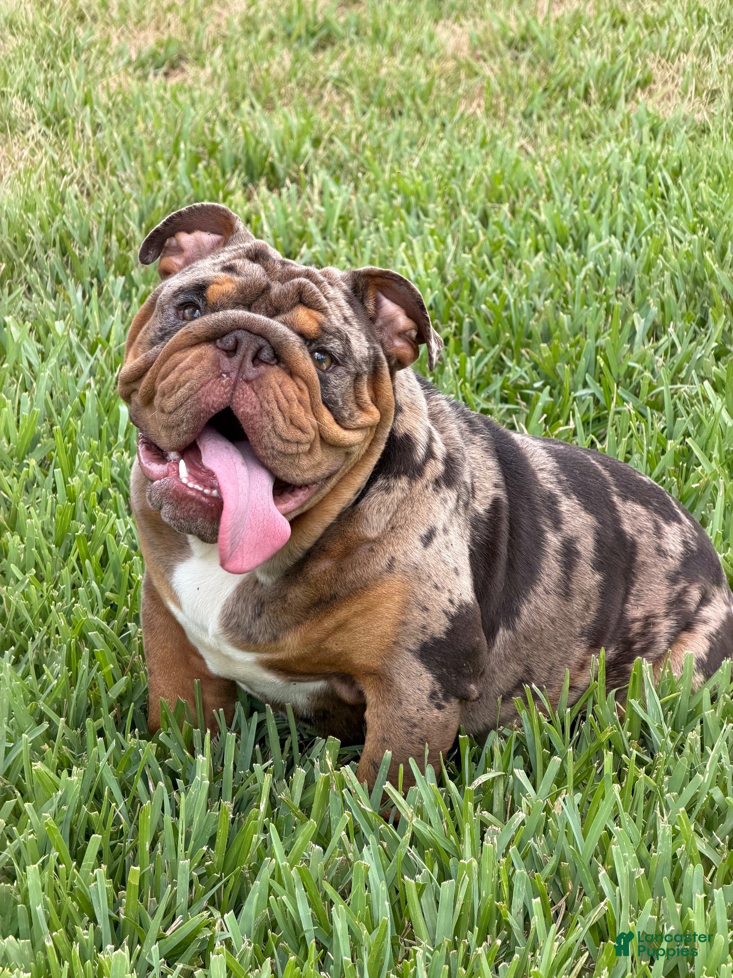 English Bulldog dogs PAPA LOUIE - STUD - Ad 1