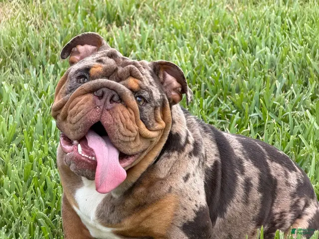 English Bulldog dogs PAPA LOUIE - STUD - Ad 1