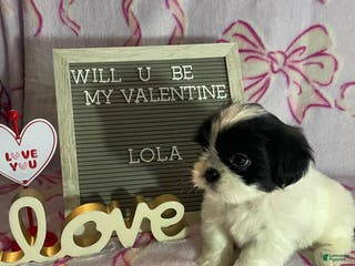 Mixed Breed dogs Lola - Ad 10