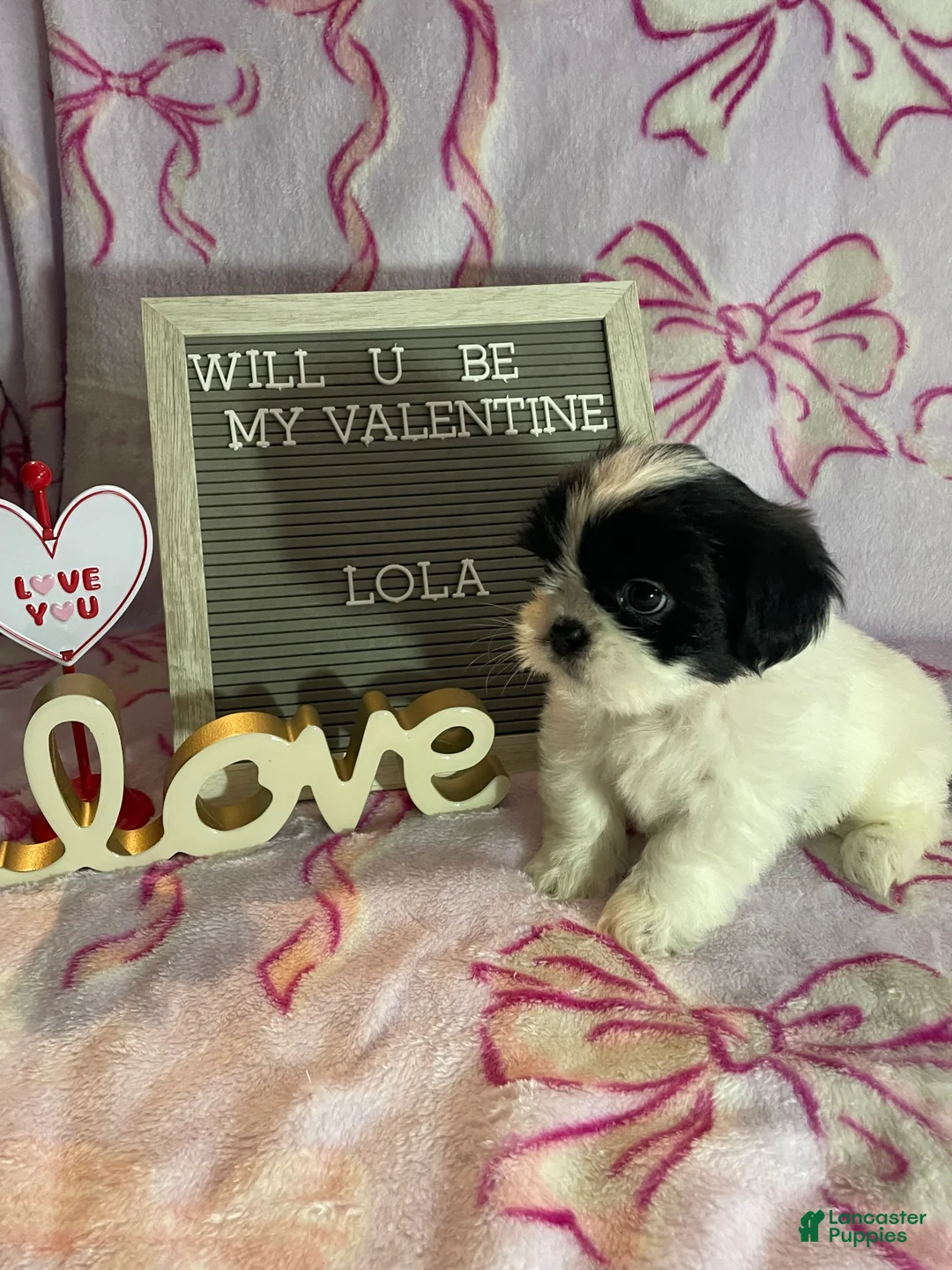 Mixed Breed dogs for sale: Lola - Ad 1