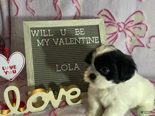 Mixed Breed dogs Lola - Ad 6