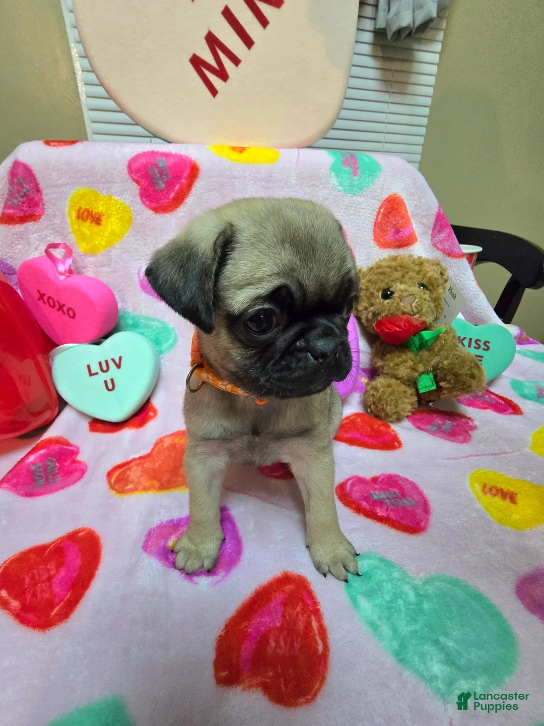 Pug dogs for sale: Angel - Ad 8